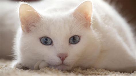 白 貓